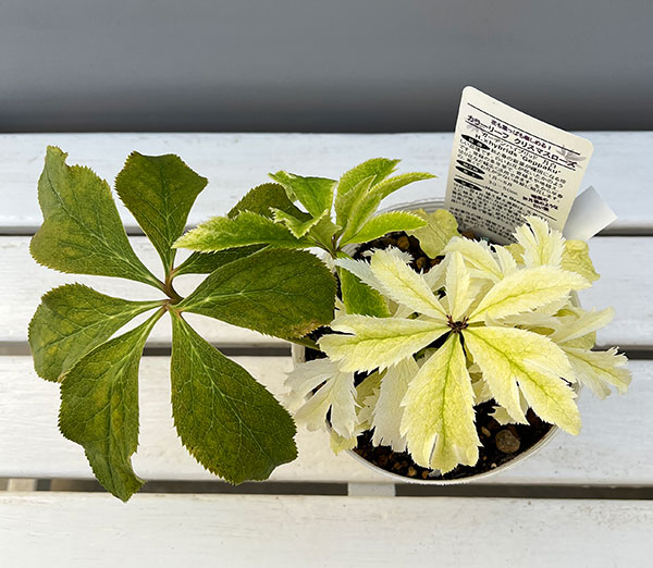 松村ナーセリーさんのクリスマスローズ:25-02月白(げっぱく)3年生充実株 5号ポット