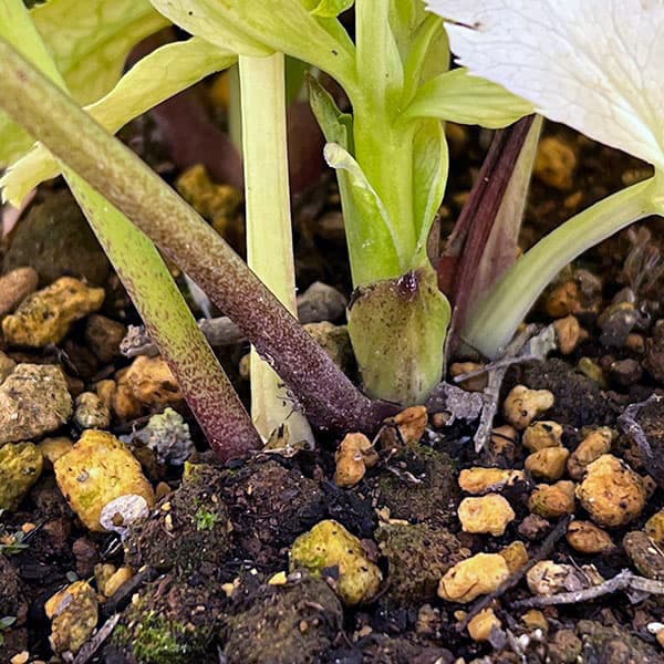 松村ナーセリーさんのクリスマスローズ:25-02月白(げっぱく)3年生充実株 5号ポット