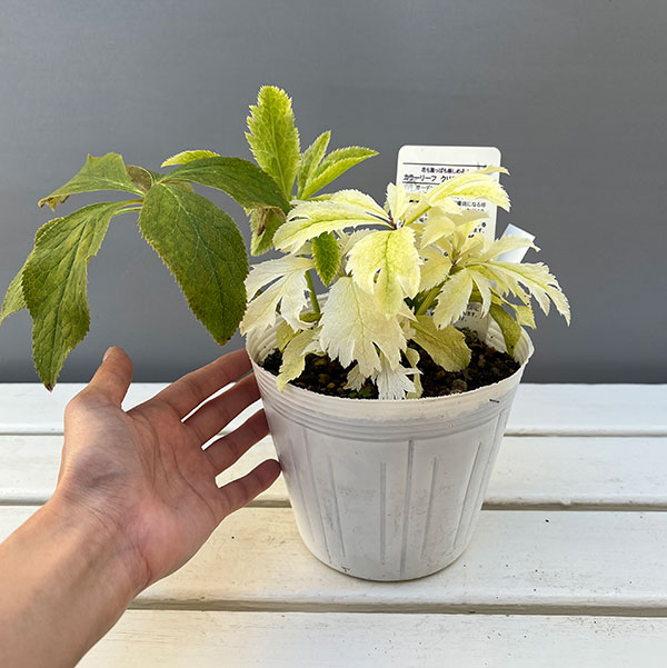 松村ナーセリーさんのクリスマスローズ:25-02月白(げっぱく)3年生充実株 5号ポット