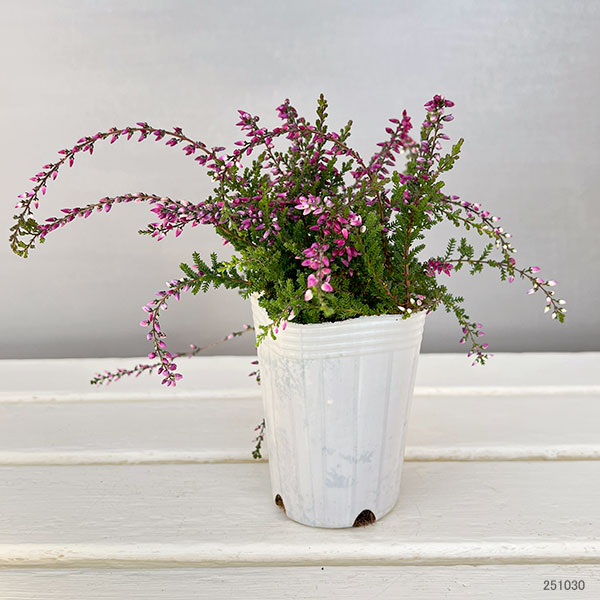 カルーナ：ウィーピング（枝垂れ）タイプ　パープル2.5号ロングポット