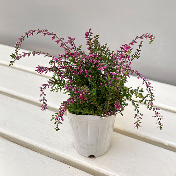 カルーナ：ウィーピング（枝垂れ）タイプ　パープル2.5号ロングポット