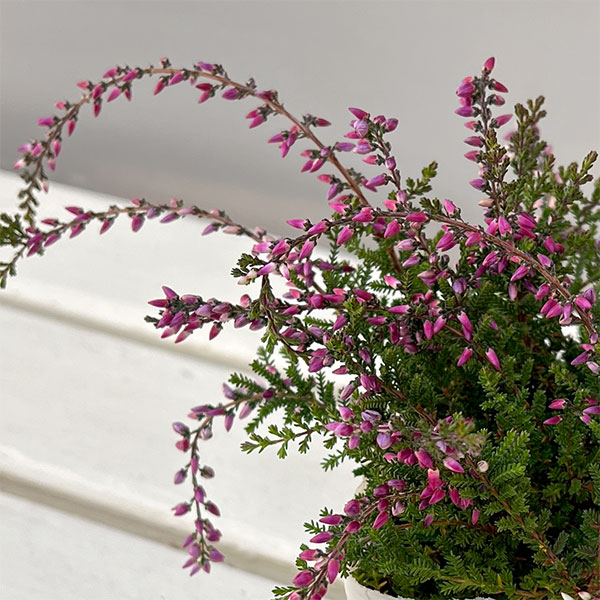 カルーナ：ウィーピング（枝垂れ）タイプ　パープル2.5号ロングポット