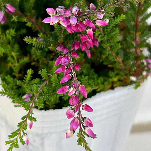 カルーナ：ウィーピング（枝垂れ）タイプ　パープル2.5号ロングポット