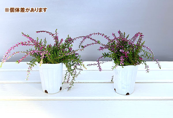 カルーナ：ウィーピング（枝垂れ）タイプ　パープル2.5号ロングポット