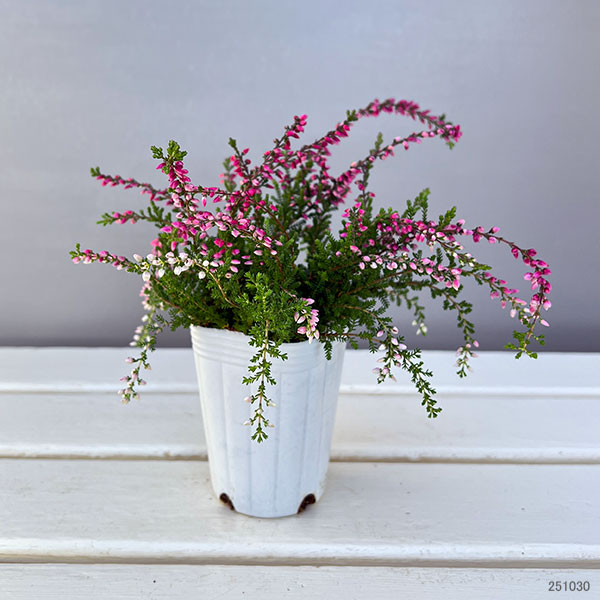 カルーナ：ウィーピング（枝垂れ）タイプ　レッド2.5号ロングポット