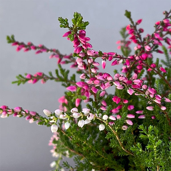 カルーナ：ウィーピング（枝垂れ）タイプ　レッド2.5号ロングポット