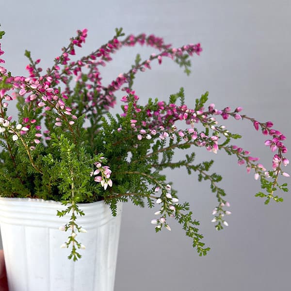 カルーナ：ウィーピング（枝垂れ）タイプ　レッド2.5号ロングポット