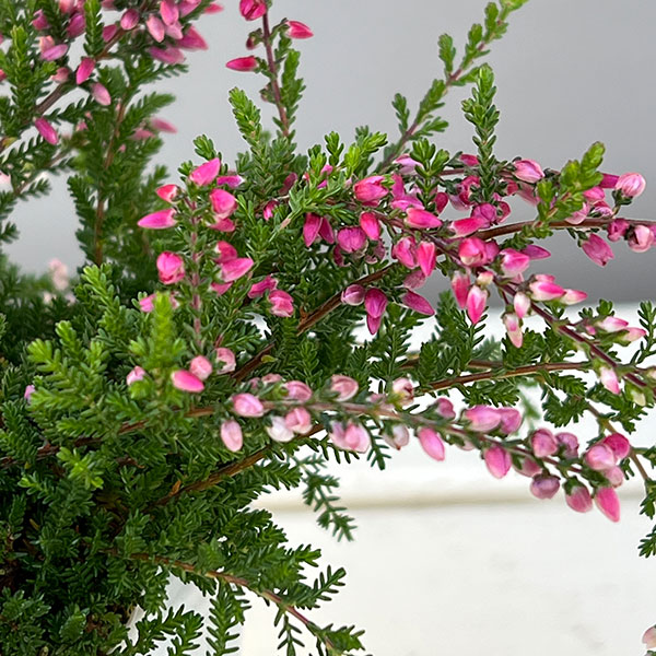 カルーナ：ウィーピング（枝垂れ）タイプ　レッド2.5号ロングポット