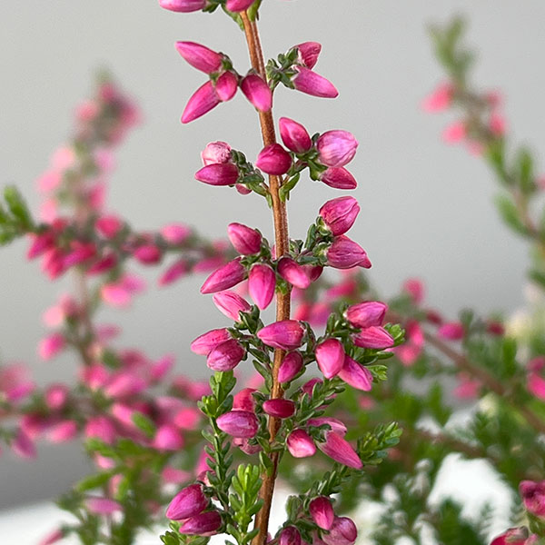 カルーナ：ウィーピング（枝垂れ）タイプ　レッド2.5号ロングポット