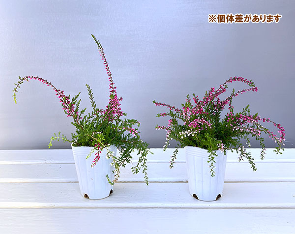 カルーナ：ウィーピング（枝垂れ）タイプ　レッド2.5号ロングポット