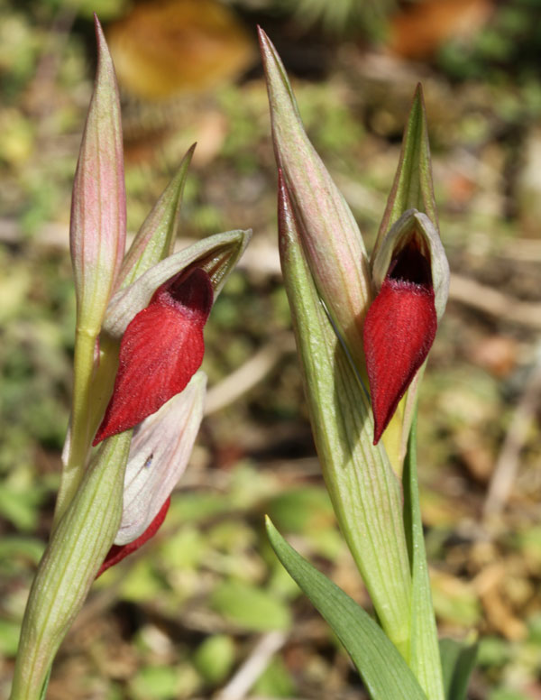 セラピアス：リングア オリビア 2.5号ポット