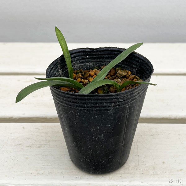 セラピアス：リングア オリビア 2.5号ポット