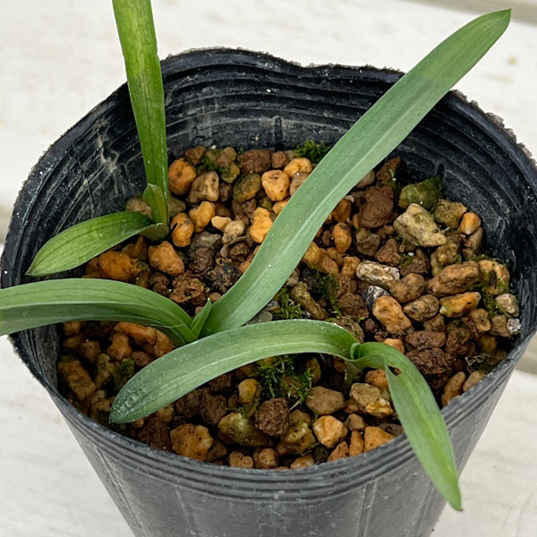 セラピアス：リングア オリビア 2.5号ポット