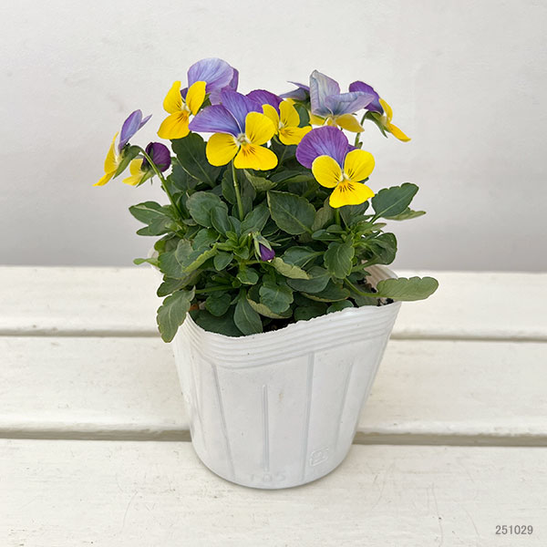 ビオラ：ももか　うららももか3-3.5号ポット