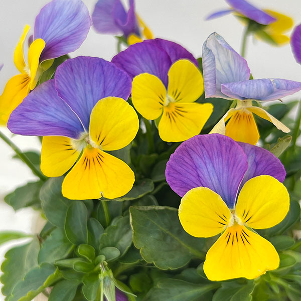 ビオラ：ももか　うららももか3-3.5号ポット