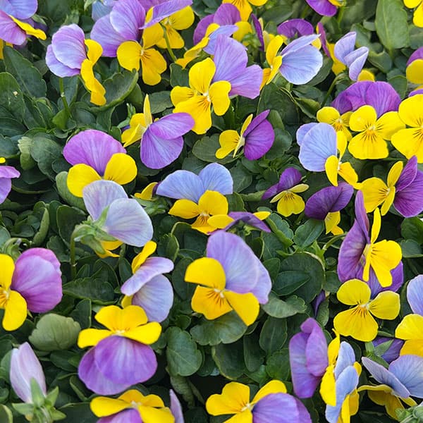 ビオラ：ももか　うららももか3-3.5号ポット