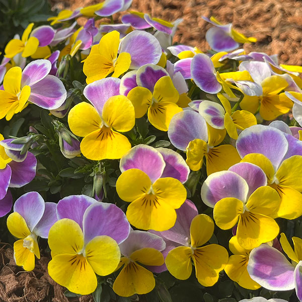 ビオラ：ももか　うららももか3-3.5号ポット