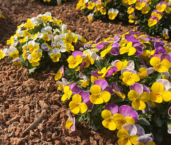 ビオラ：ももか　うららももか3-3.5号ポット