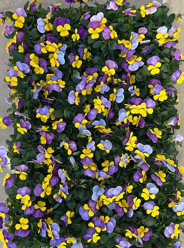 ビオラ：ももか　うららももか3-3.5号ポット