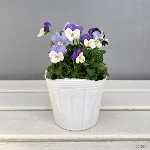 ビオラ：ももか　ふらみんごももか3-3.5号ポット