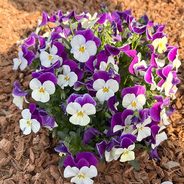 ビオラ：ももか　ふらみんごももか3-3.5号ポット