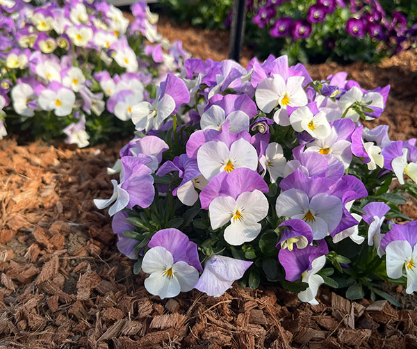 ビオラ：ももか　ふらみんごももか3-3.5号ポット