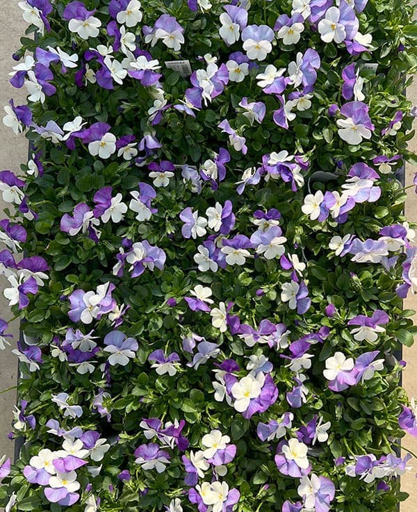 ビオラ：ももか　ふらみんごももか3-3.5号ポット