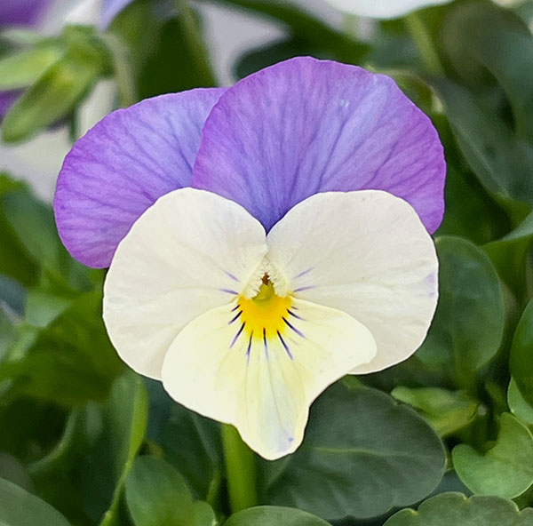 ビオラ：ももか　ふらみんごももか3-3.5号ポット