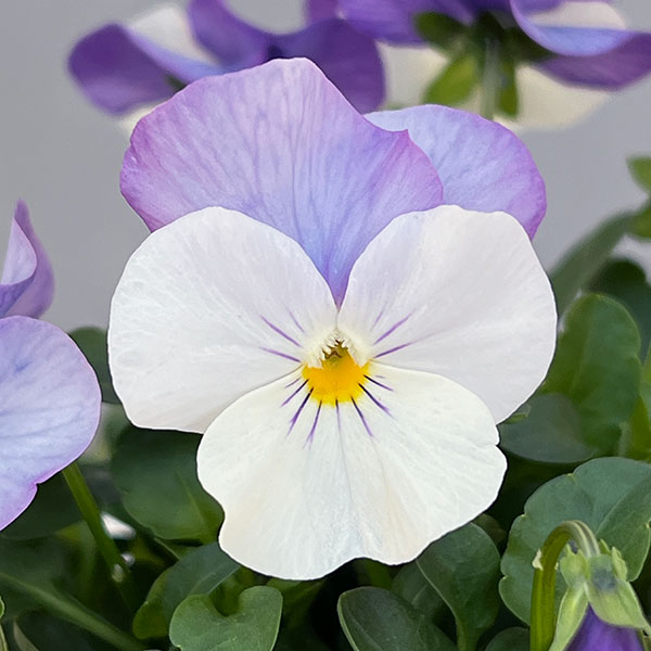 ビオラ：ももか　ふらみんごももか3-3.5号ポット