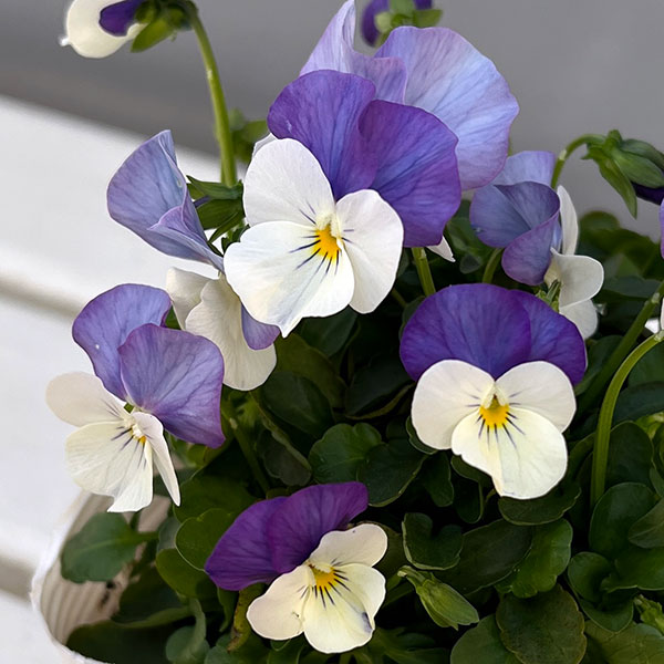 ビオラ：ももか　ふらみんごももか3-3.5号ポット