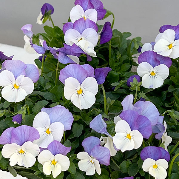 ビオラ：ももか　ふらみんごももか3-3.5号ポット