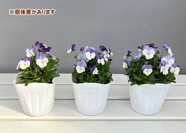 ビオラ：ももか　ふらみんごももか3-3.5号ポット