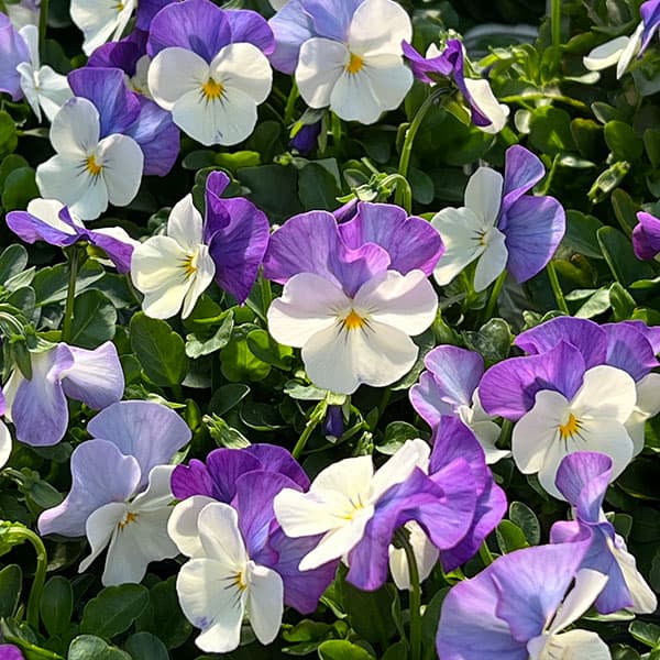 ビオラ：ももか　ふらみんごももか3-3.5号ポット