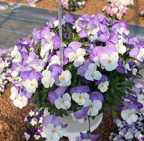 ビオラ：ももか　ふらみんごももか3-3.5号ポット