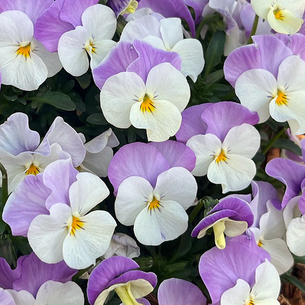 ビオラ：ももか　ふらみんごももか3-3.5号ポット