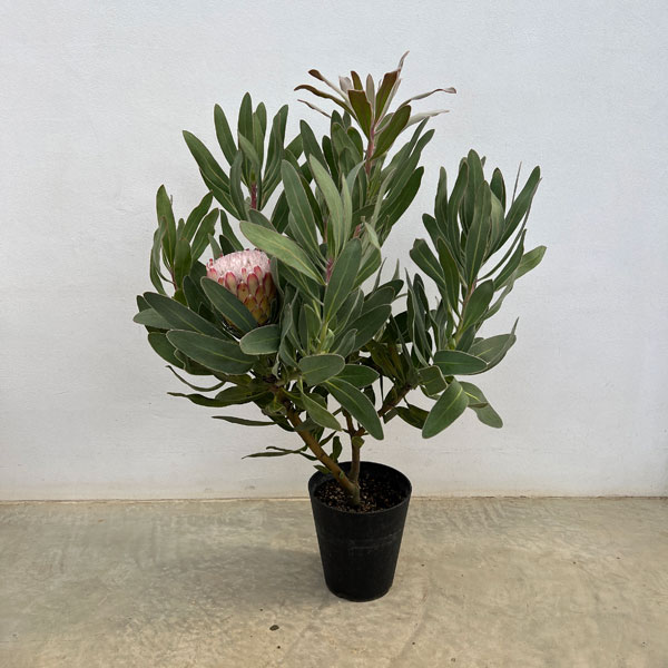 プロテア：スザーラ（大）　５号鉢植え