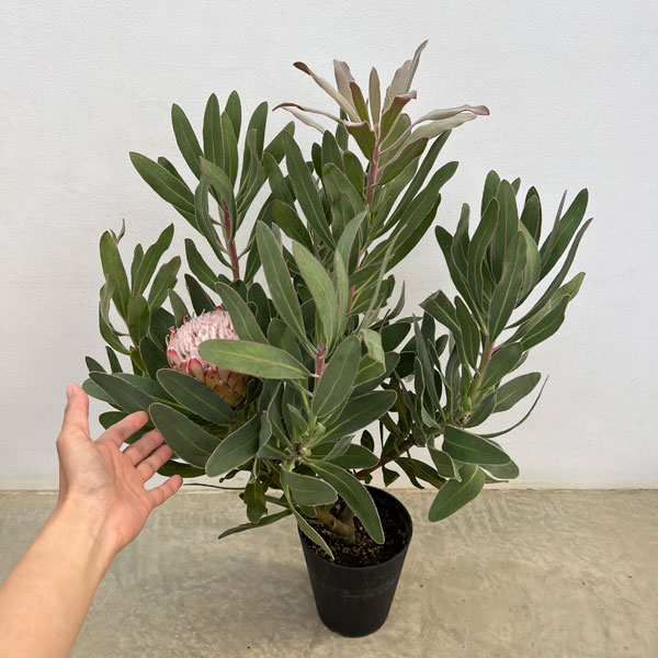 プロテア：スザーラ（大）　５号鉢植え