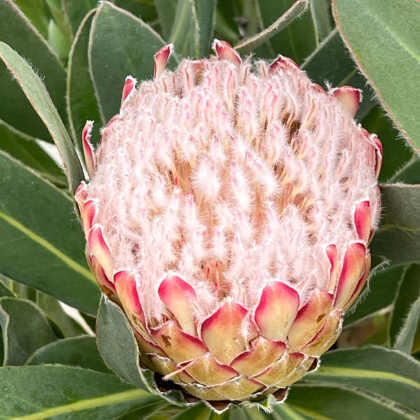 プロテア：スザーラ（大）　５号鉢植え