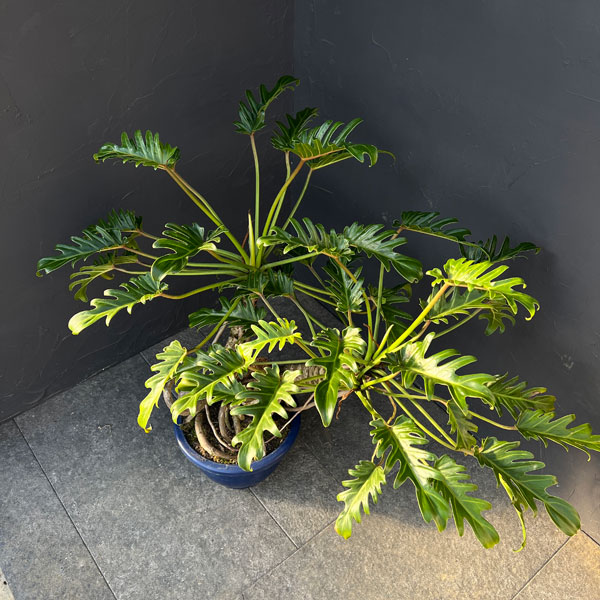 フィロデンドロン：クッカバラ　8号鉢植え25-05