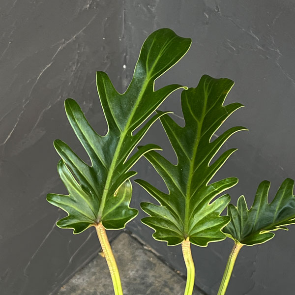 フィロデンドロン：クッカバラ　8号鉢植え25-05