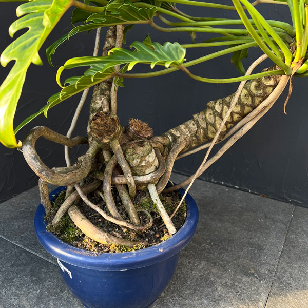 フィロデンドロン：クッカバラ　8号鉢植え25-05