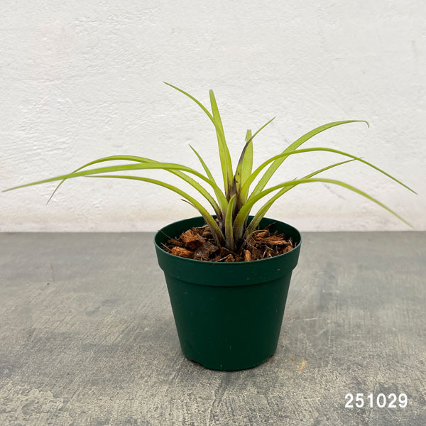 エクメア:ㇾクルバータ ハイブリット 3号ポット