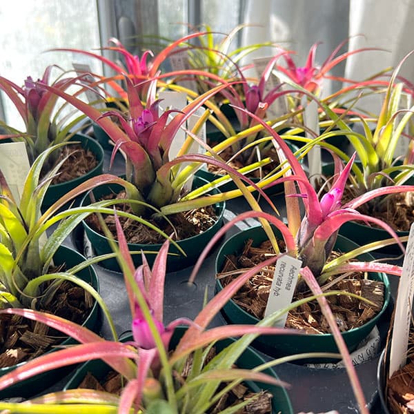 エクメア:ㇾクルバータ ハイブリット 3号ポット