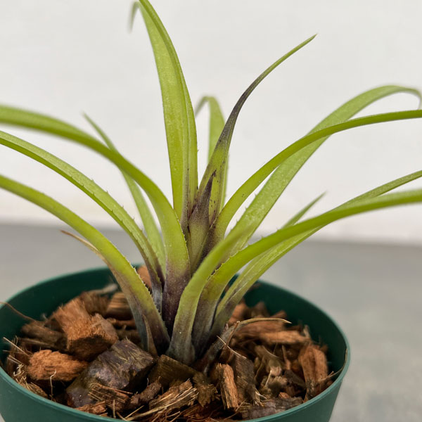 エクメア:ㇾクルバータ ハイブリット 3号ポット