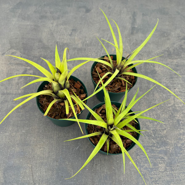 エクメア:ㇾクルバータ ハイブリット 3号ポット