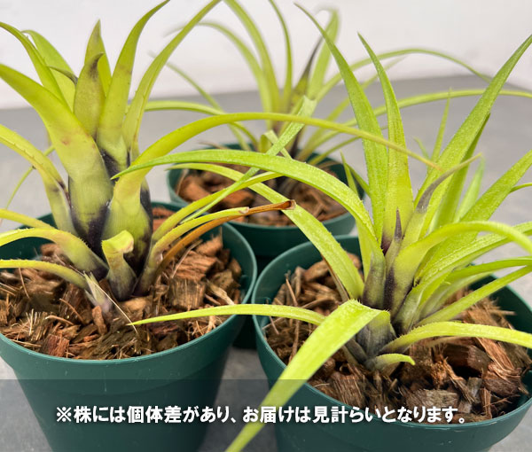 エクメア:ㇾクルバータ ハイブリット 3号ポット