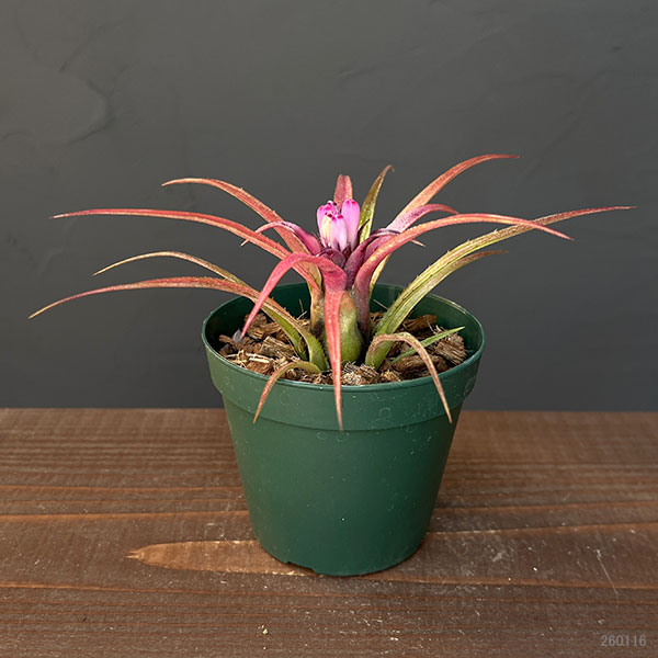 エクメア:ㇾクルバータ ハイブリット 3号ポット