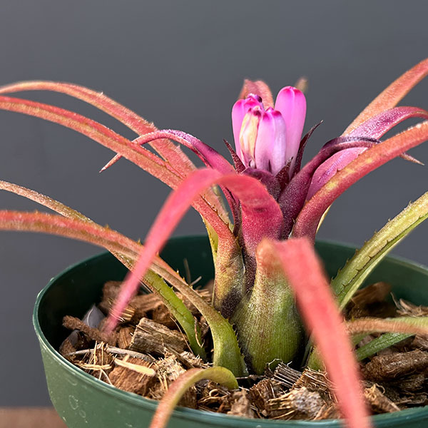 エクメア:ㇾクルバータ ハイブリット 3号ポット