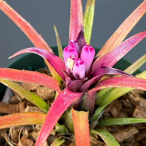 エクメア:ㇾクルバータ ハイブリット 3号ポット