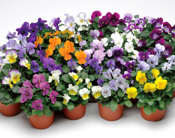 ビオラ:ペニー ディープブルー3-3.5号ポット